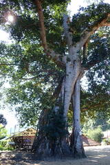Ficus racemosa