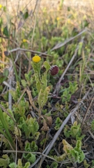 Grangea maderaspatana