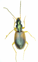 Anchomenus dorsalis