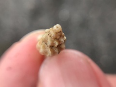 Ocenebrinae