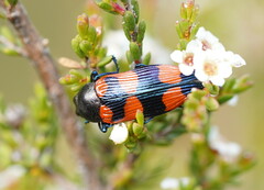 Castiarina helmsi