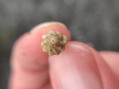 Ocenebrinae