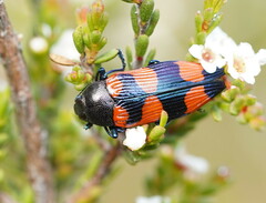 Castiarina helmsi