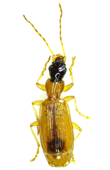 Demetrias monostigma