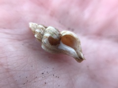 Ocenebrinae