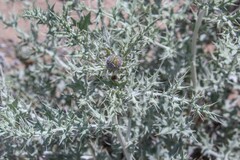 Echinops albicaulis