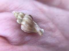 Ocenebrinae