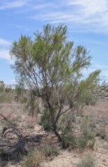 Haloxylon ammodendron