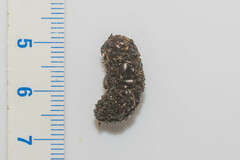 Bufo bufo