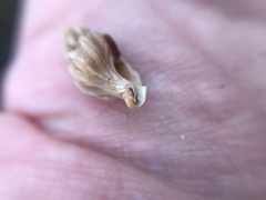 Ocenebrinae
