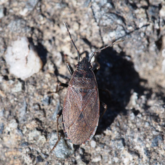 Pyrrhocoris sinuaticollis