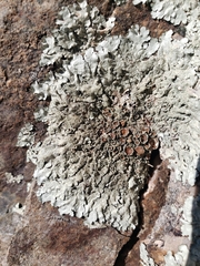 Xanthoparmelia conspersa