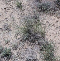 Stipa