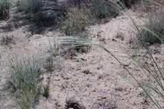 Stipa