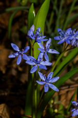 Scilla bifolia