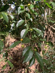 Gynochthodes jasminoides