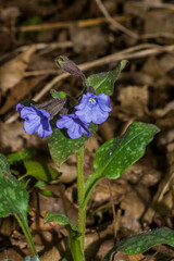 Pulmonaria officinalis