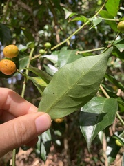 Gynochthodes jasminoides