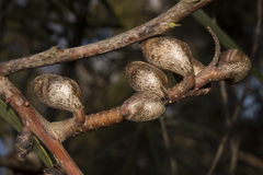 Hakea francisiana