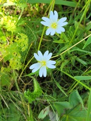 Alsineae