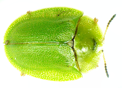 Cassida viridis