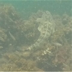 Platycephalus fuscus