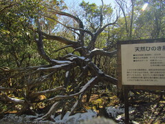 Cryptomeria japonica