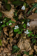 Isopyrum thalictroides
