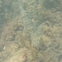 Platycephalus fuscus