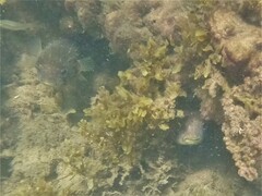 Dicotylichthys punctulatus