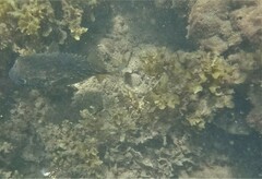 Dicotylichthys punctulatus