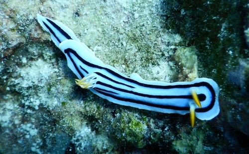 Loch's Chromodoris
