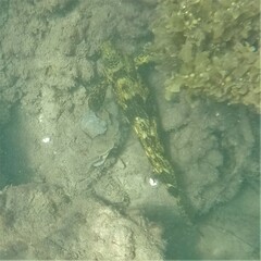 Chironemus marmoratus