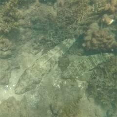 Platycephalus fuscus