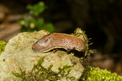 Tandonia rustica