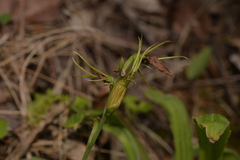 Cryptostylis