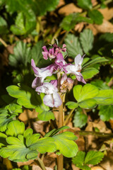 Corydalis cava