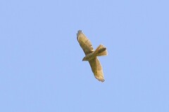 Accipiter fasciatus