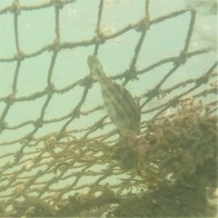 Meuschenia trachylepis