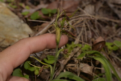 Cryptostylis