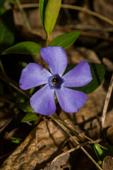Vinca minor