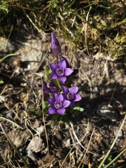Gentianella amarella