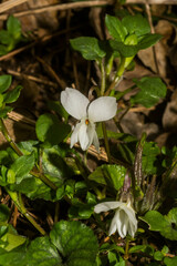 Viola alba
