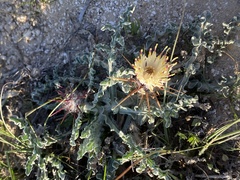 Centaurea aegyptiaca