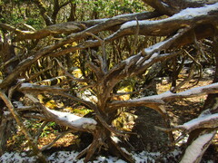 Cryptomeria japonica