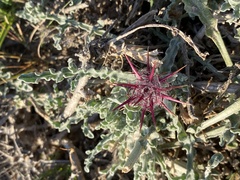 Centaurea aegyptiaca