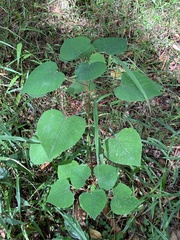 Homalanthus populifolius