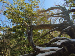 Cryptomeria japonica