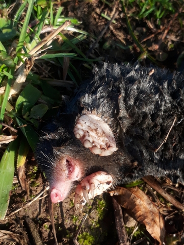 Talysch Mole