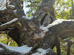 Cryptomeria japonica